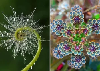 Dew-covered dandelion and a symmetrical blue flower — geometrical symmetry in nature photography