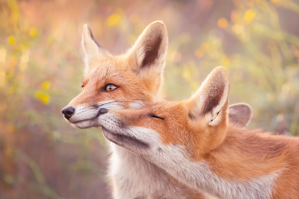 Foxy Love: Que tipo de amor você prefere de Roeselien Raimond