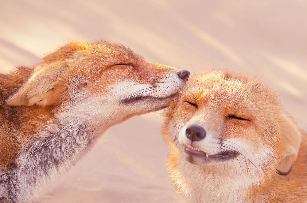 Foxy Love: Que tipo de amor você prefere de Roeselien Raimond