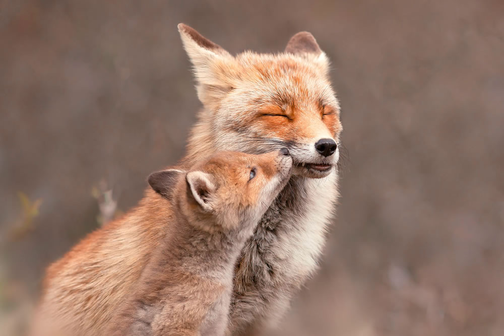 Foxy Love: What Kind Of Love Do You Prefer by Roeselien Raimond