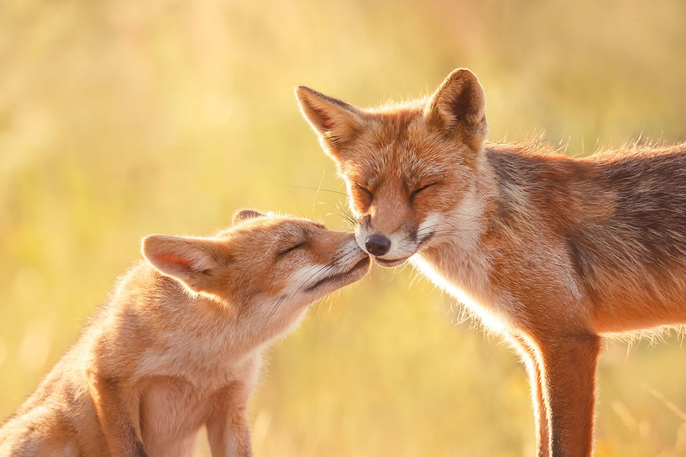 Foxy Love: What Kind Of Love Do You Prefer by Roeselien Raimond