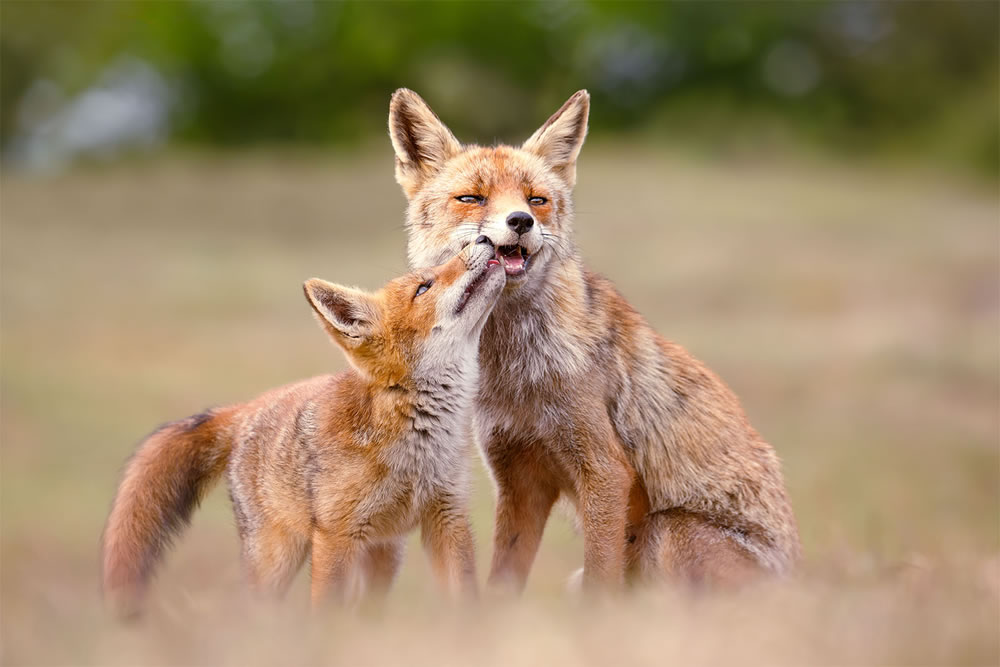 Foxy Love: What Kind Of Love Do You Prefer by Roeselien Raimond