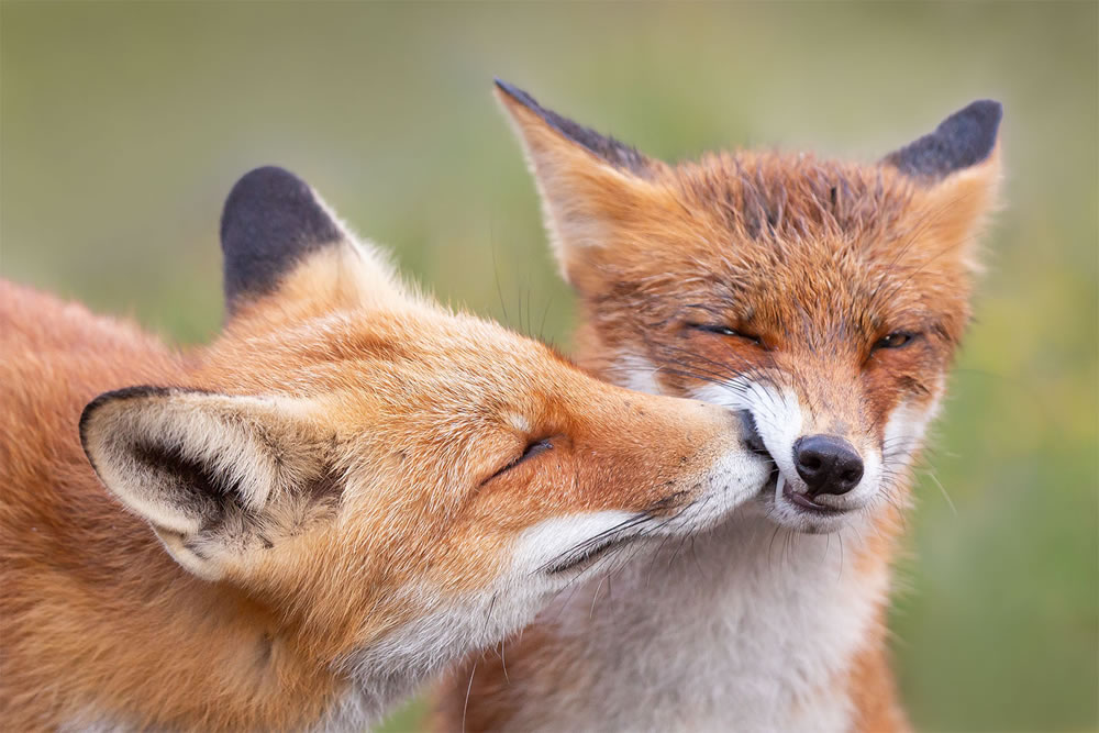 Foxy Love: What Kind Of Love Do You Prefer by Roeselien Raimond