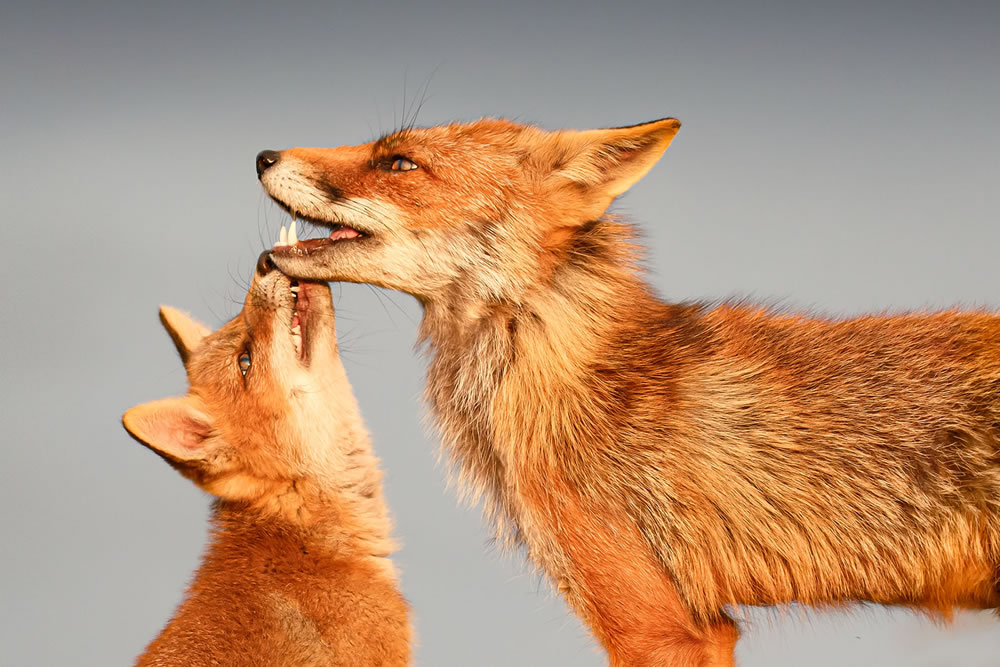 Foxy Love: What Kind Of Love Do You Prefer by Roeselien Raimond