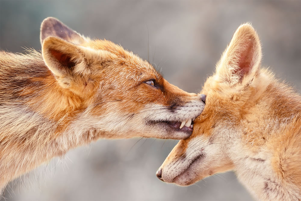 Foxy Love: What Kind Of Love Do You Prefer by Roeselien Raimond