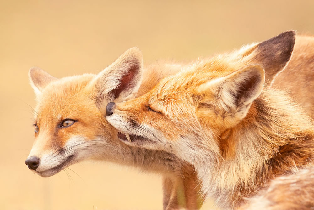 Foxy Love: What Kind Of Love Do You Prefer by Roeselien Raimond