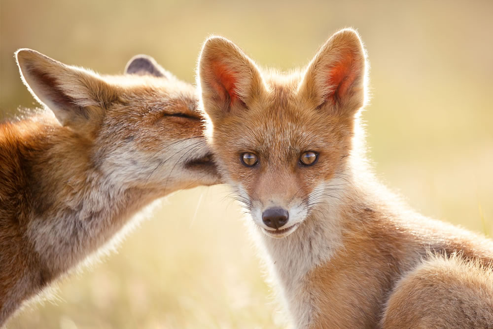 Foxy Love: What Kind Of Love Do You Prefer by Roeselien Raimond