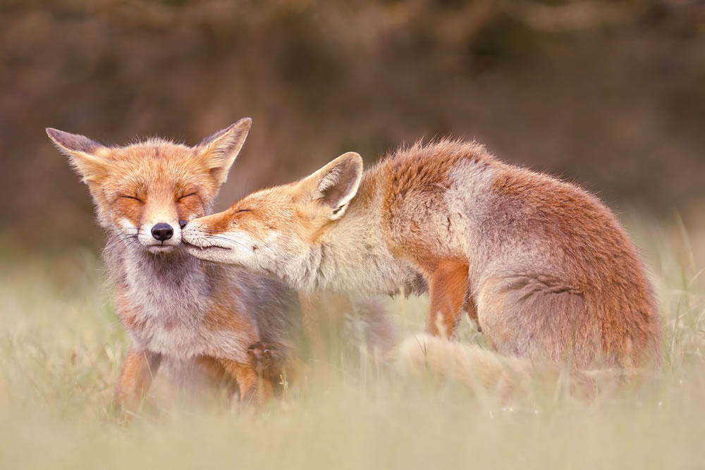 Foxy Love: What Kind Of Love Do You Prefer by Roeselien Raimond