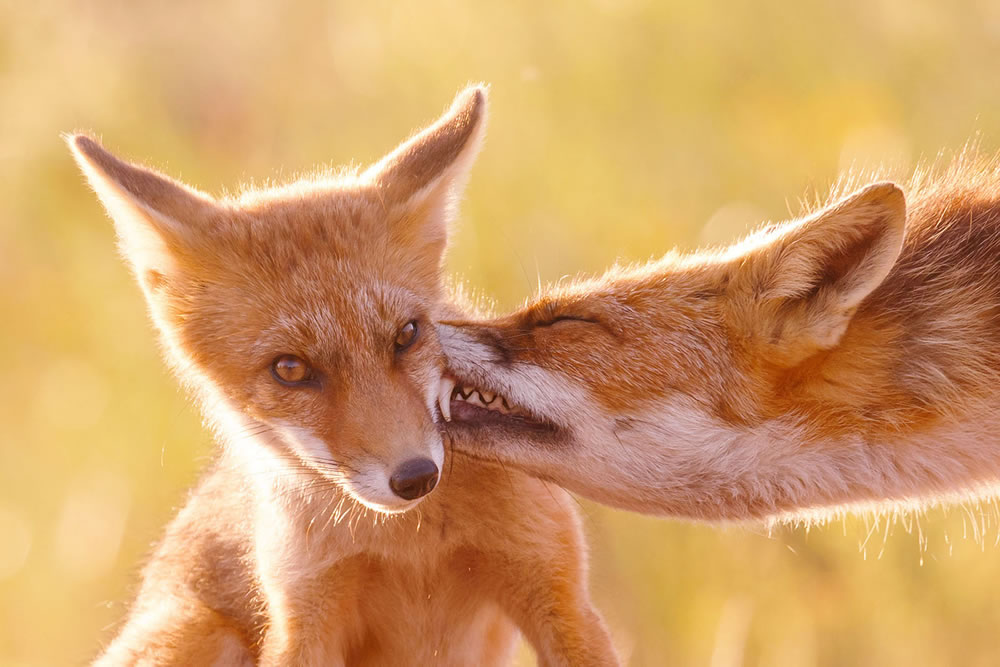 Foxy Love: What Kind Of Love Do You Prefer by Roeselien Raimond