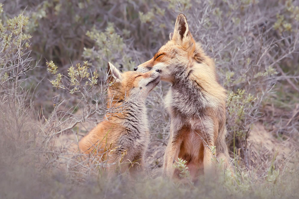 Foxy Love: What Kind Of Love Do You Prefer by Roeselien Raimond