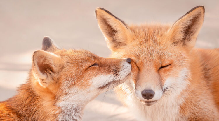 Foxy Love: What Kind Of Love Do You Prefer?