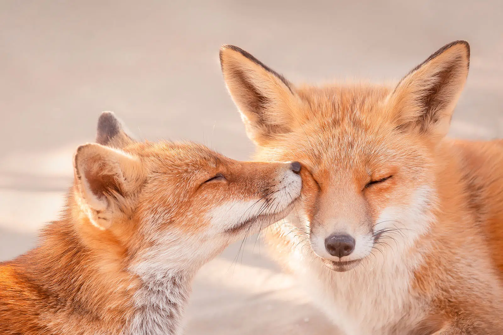 Foxy Love: What Kind Of Love Do You Prefer?