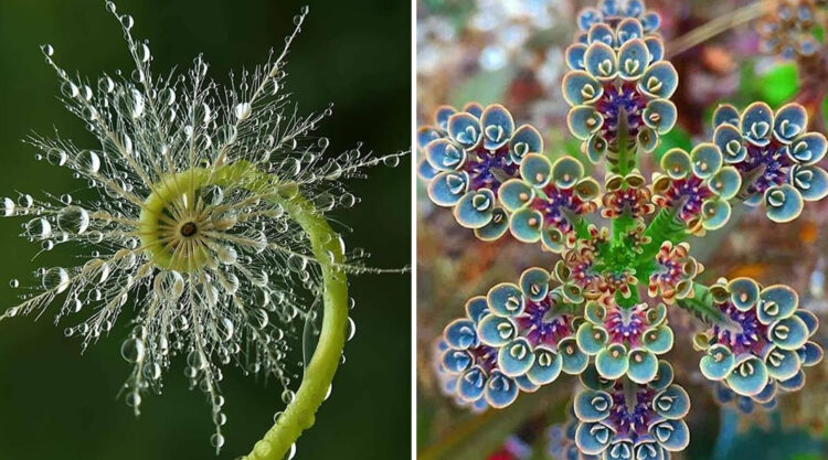 30 Of The Visually Perfect Examples Of Geometrical Symmetry In Nature
