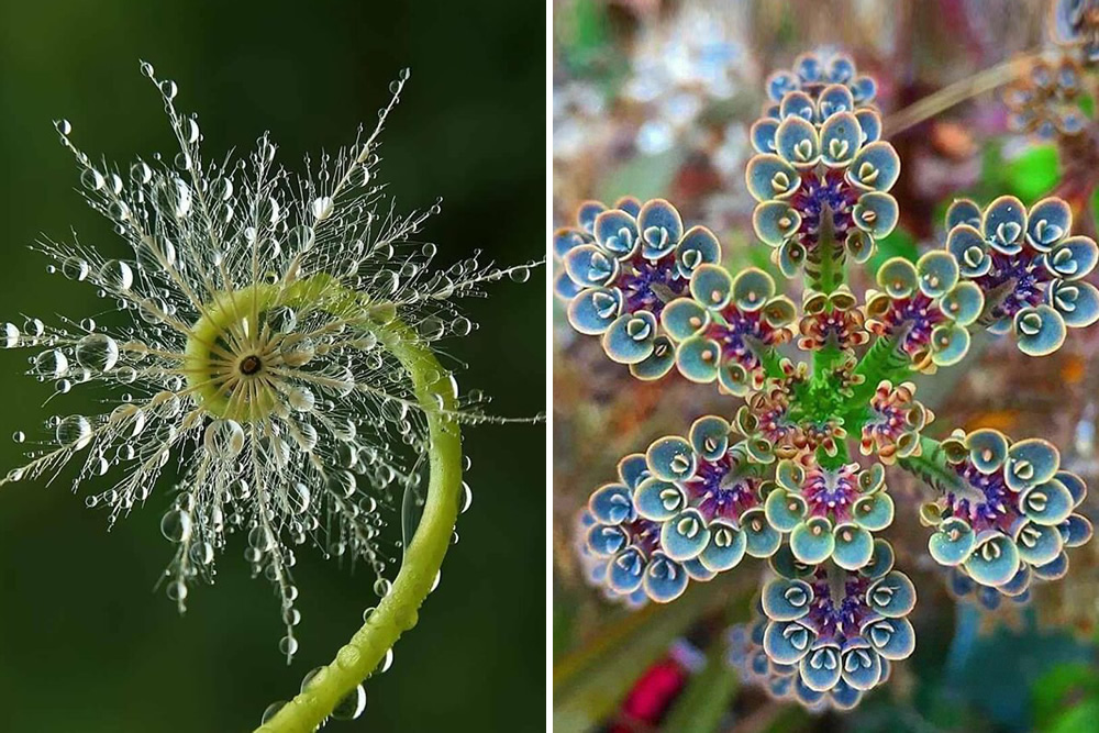 rotational symmetry in nature