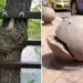 Googly eyes on tree and stone bollard, urban interventions