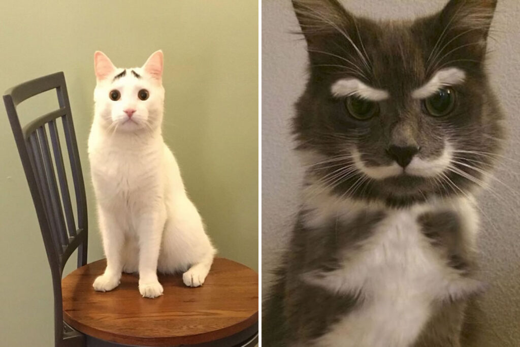 20 Photos Of Pets Proving That Nature Has A Great Sense Of Humor