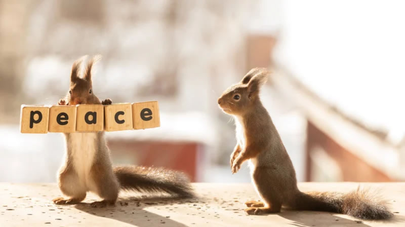 Anti-War Squirrel Photos As A Message Of Peace By Geert Weggen