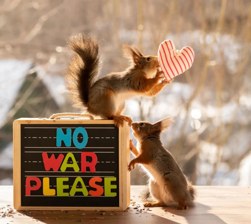 Anti-War Squirrel Photos As A Message Of Peace By Geert Weggen