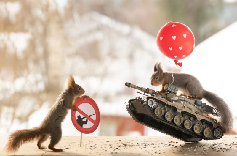 Anti-War Squirrel Photos As A Message Of Peace By Geert Weggen