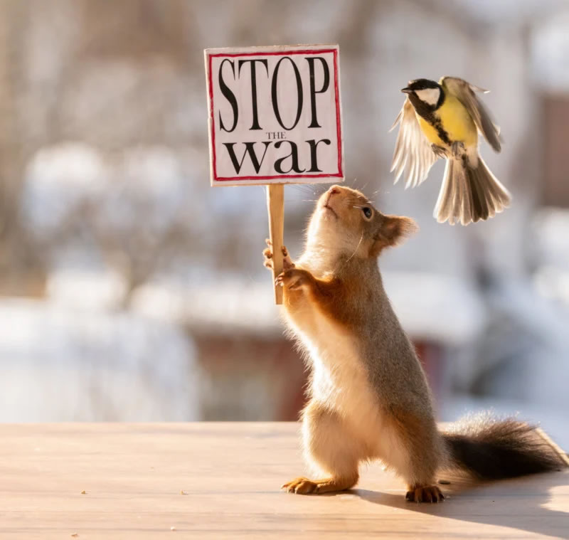Anti-War Squirrel Photos As A Message Of Peace By Geert Weggen