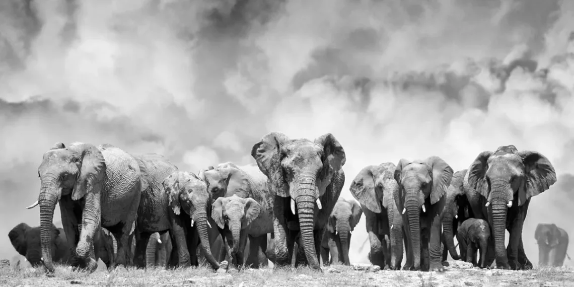 black and white elephant photography peter delaney