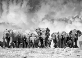 black and white elephant photography peter delaney