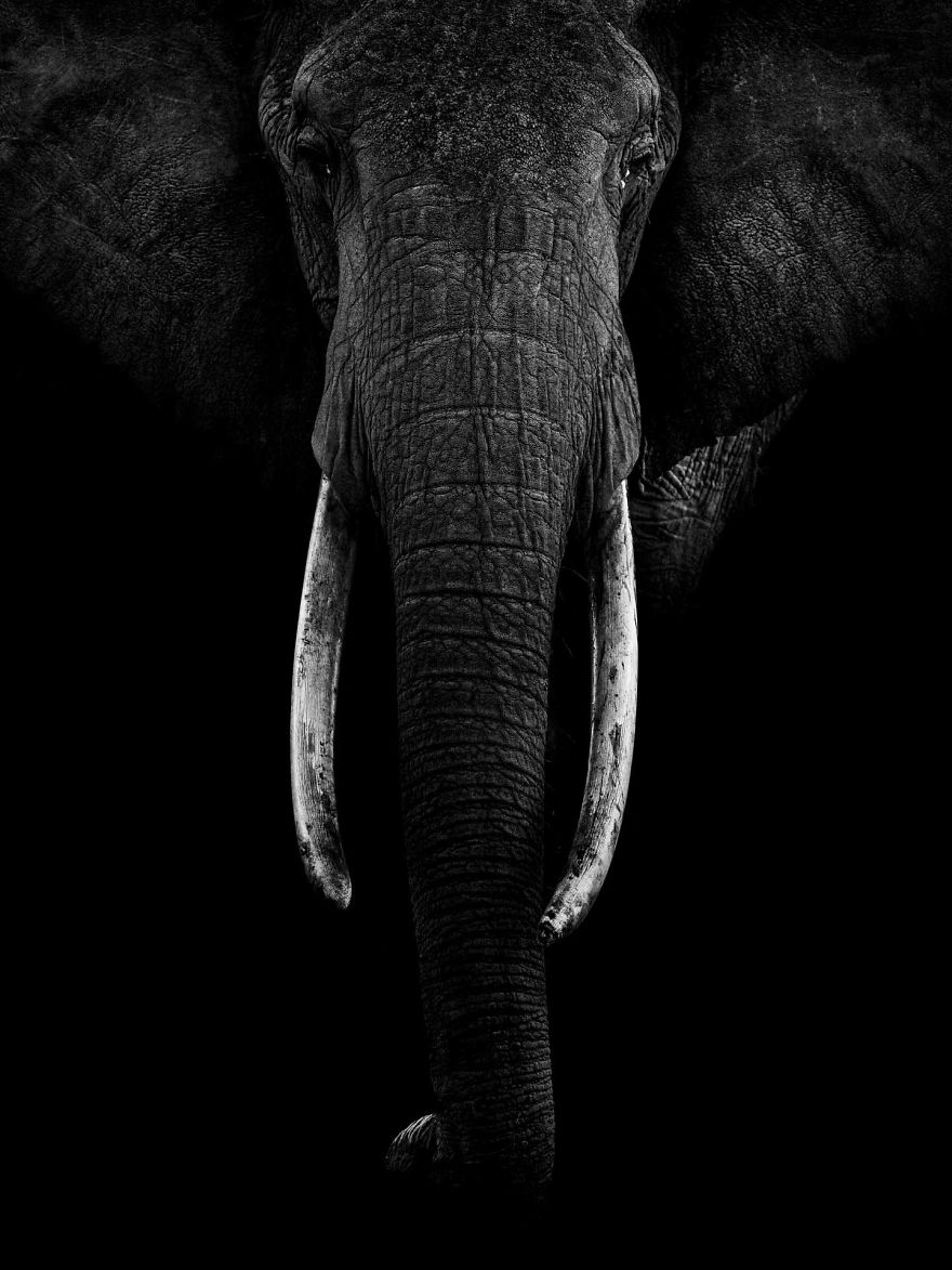Black and White Elephants Photography By Peter Delaney