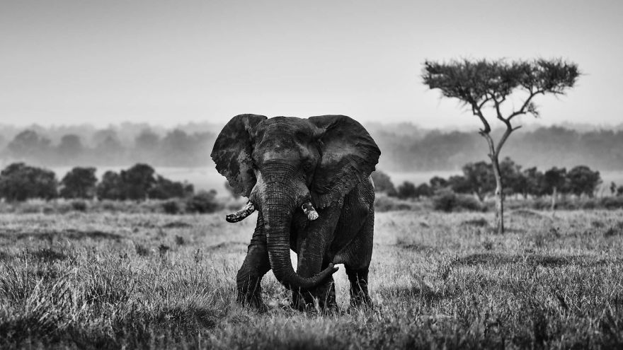 Black and White Elephants Photography By Peter Delaney