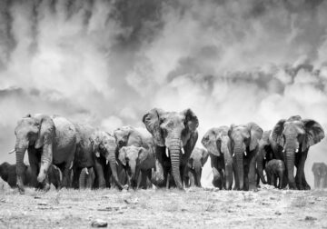 Photographer Spent Countless Hours With Elephants, Here Are The Best 25 Photos!