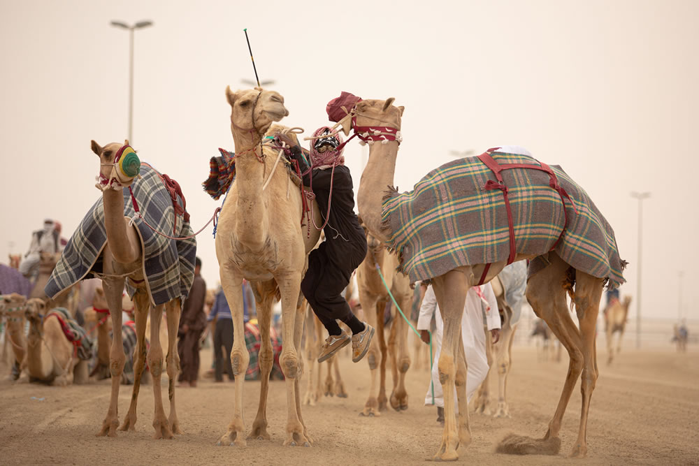 Camel Race By Alexandre Mounayer