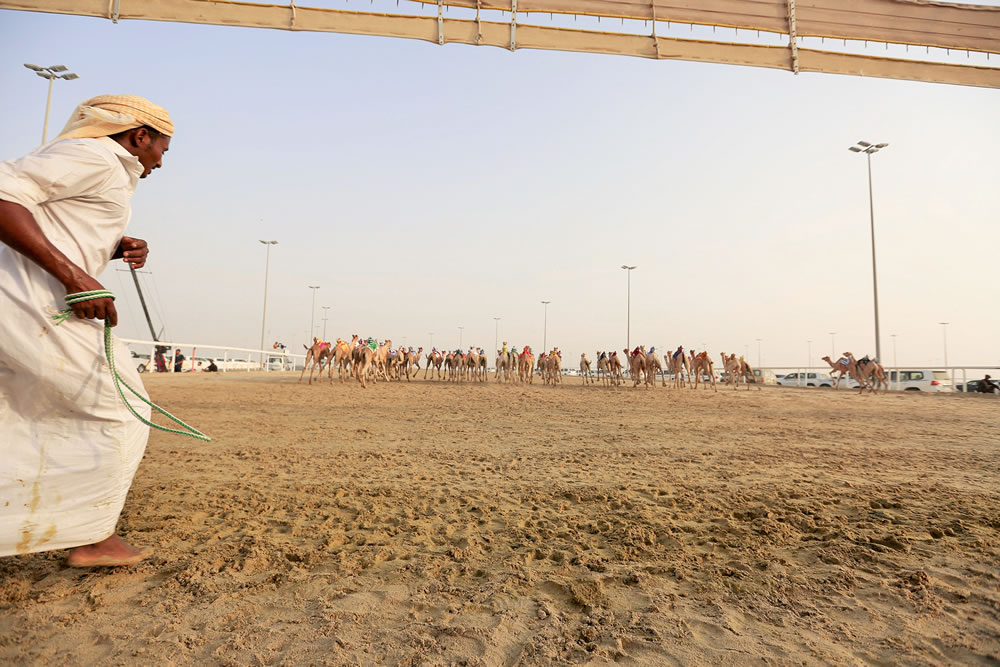 Camel Race By Alexandre Mounayer