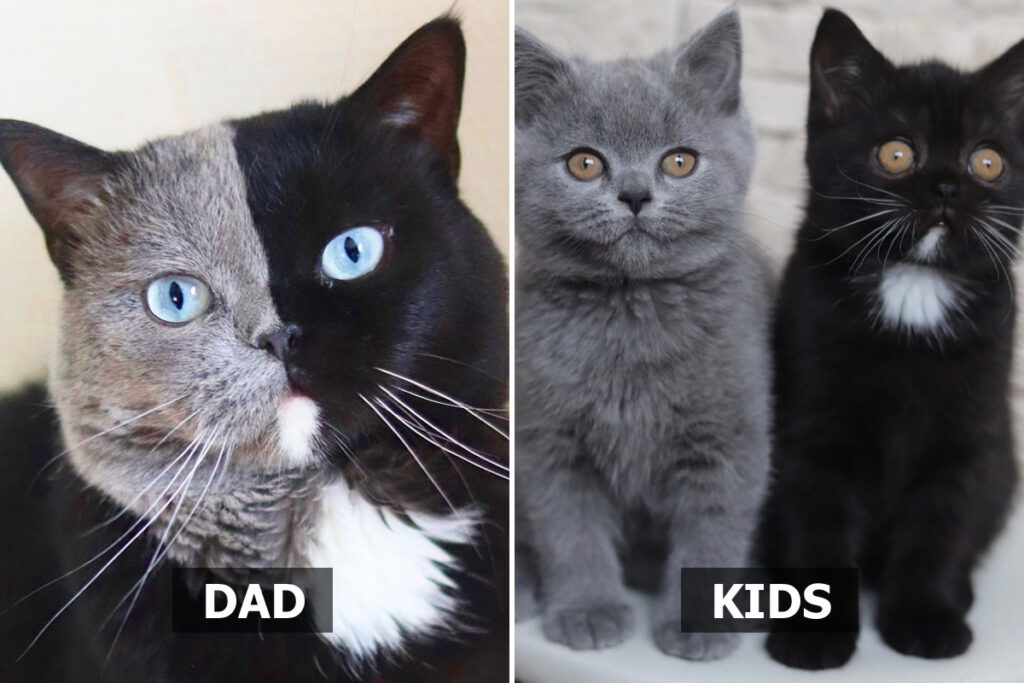 Cat With Split-Colored Face Becomes A Father To Kittens