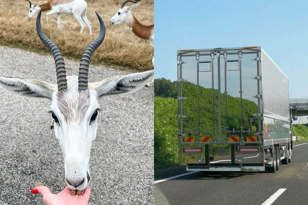 Confusing Photos