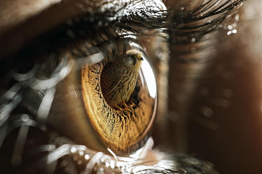 Surreal Photography Eye