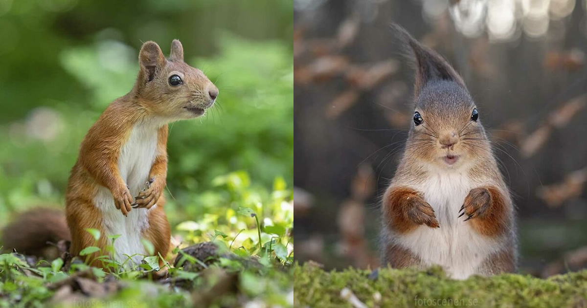 Photographer Became Friend With A Squirrel And Documented Their ...