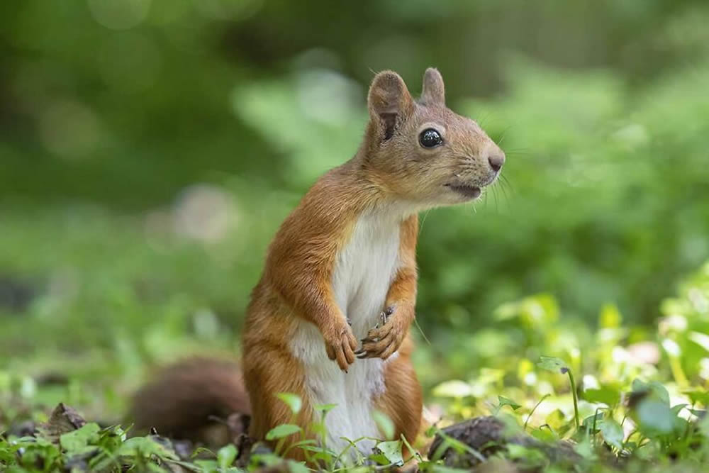 Photographer Became Friend With A Squirrel And Documented Their Friendship With Funny Photos