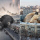 Incredible Compositions Of Huge Wild Animals Invading The Human-World By Vadim Solovyov