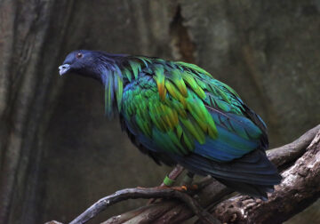The Amazing Nicobar Pigeon Dazzles With Its Beautiful Colors