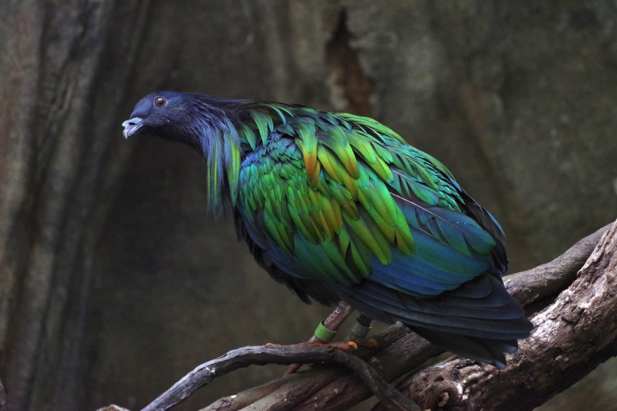 The Amazing Nicobar Pigeon Dazzles With Its Beautiful Colors