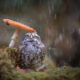 Photographer Captured The Image Of A Tiny Owl Hiding From The Rain Under A Mushroom