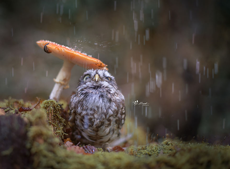 Photographer Captured The Image Of A Tiny Owl Hiding From The Rain Under A Mushroom