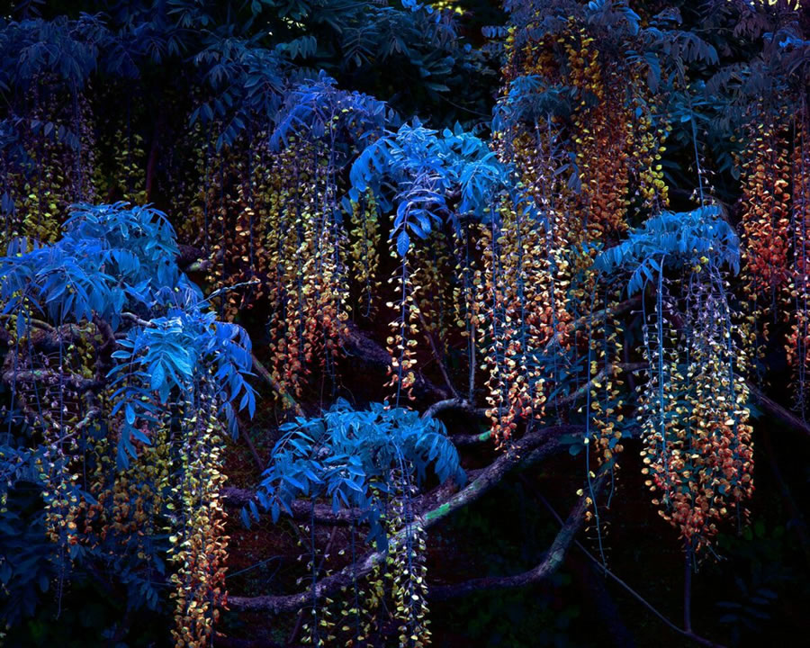 Série Fotografia de Plantas de Tom Leighton