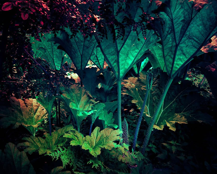 Série Fotografia de Plantas de Tom Leighton