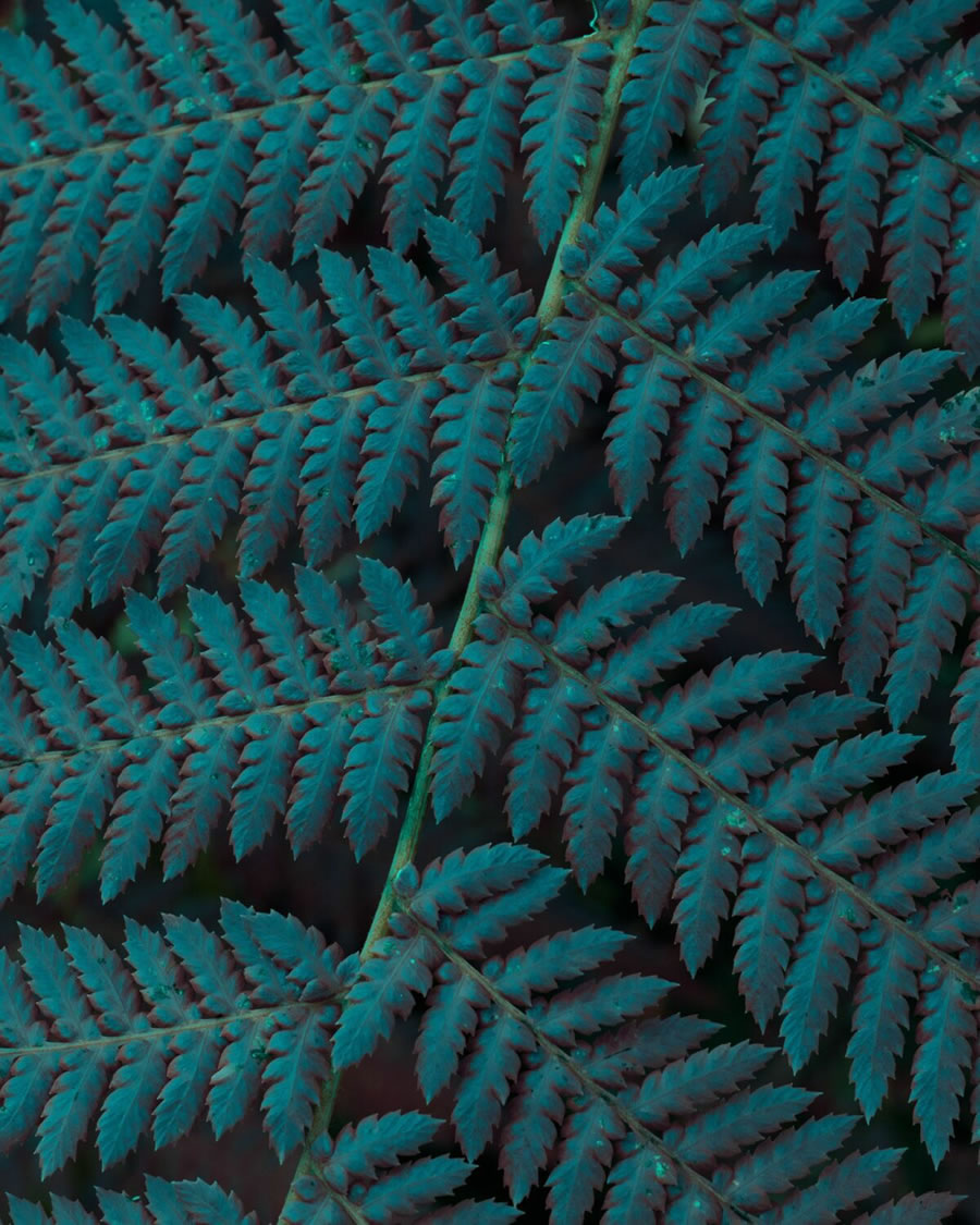Plant Photography Series By Tom Leighton