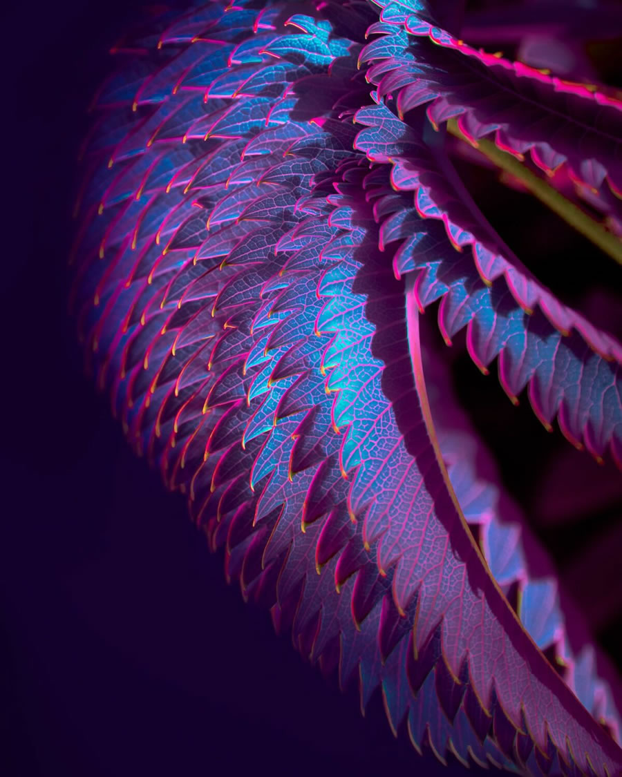 Plant Photography Series By Tom Leighton