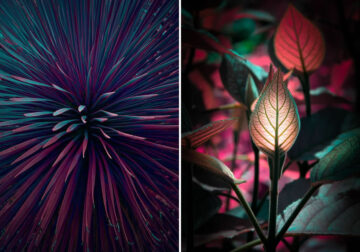 Variegation: Unearthly Plant Photography Series By Tom Leighton