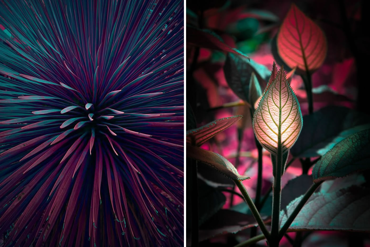 Variegation: Unearthly Plant Photography Series By Tom Leighton