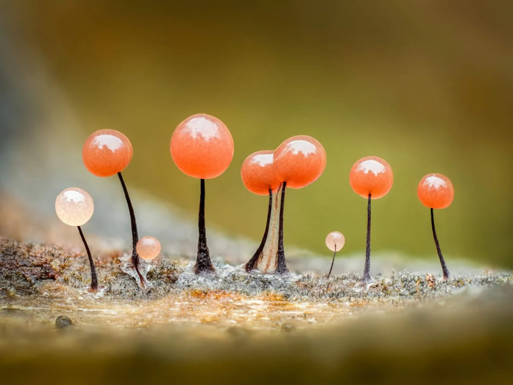 Slime Molds Macro Photography By Barry Webb