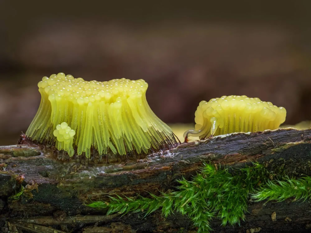 Slime Molds Macro Photography By Barry Webb