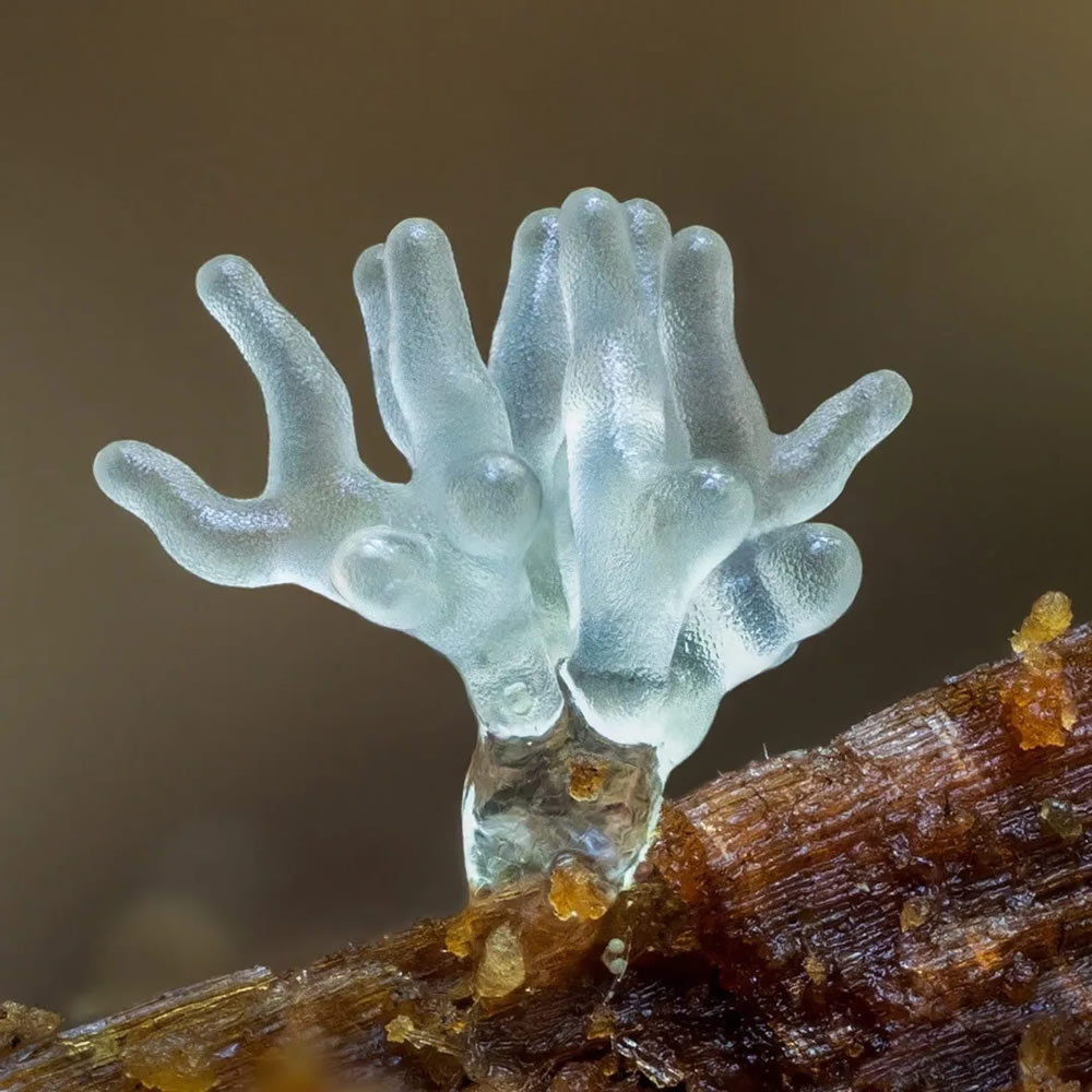 Slime Molds Macro Photography By Barry Webb